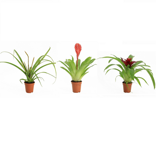 Bromelia