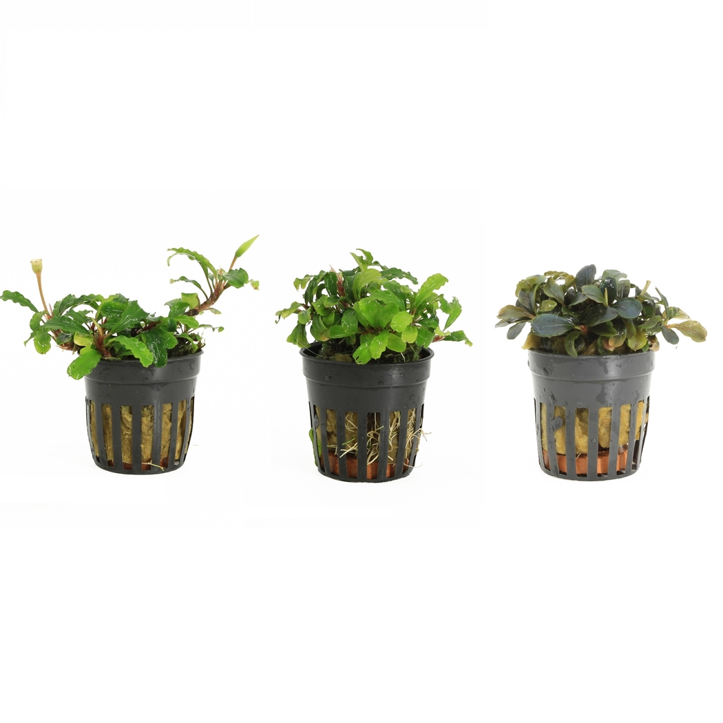 Bucephalandra