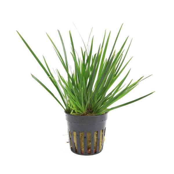 Acorus Gramineus Pussilus - Terrascape - Terrariumplants