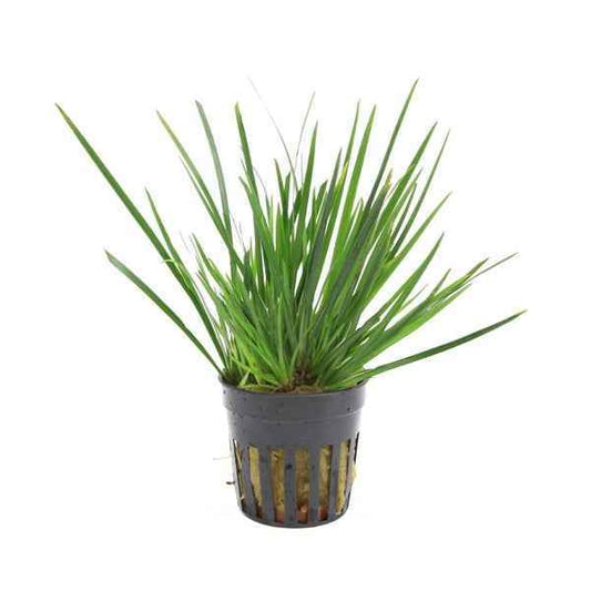 Acorus Gramineus Pussilus - Terrascape - Terrariumplants