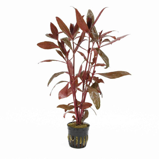 Alternanthera Sessilis - Aquascape - Aquariumplants
