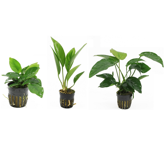Anubias 3 Pack - Aquascape - Aquariumplants