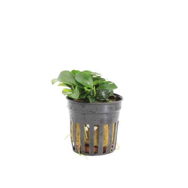 Anubias Bonsai - Aquascape - Aquariumplants