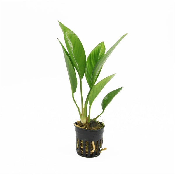 Anubias Congensis - Aquascape - Aquariumplants