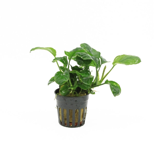 Anubias Golden Coin - Aquascape - Aquariumplants