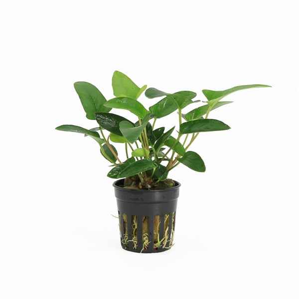 Anubias Gracilis - Aquascape - Aquariumplants