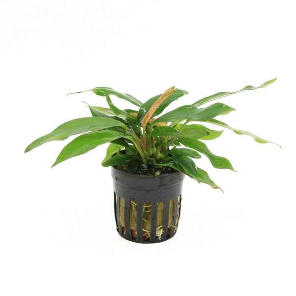 Anubias Minima - Aquascape - Aquariumplants