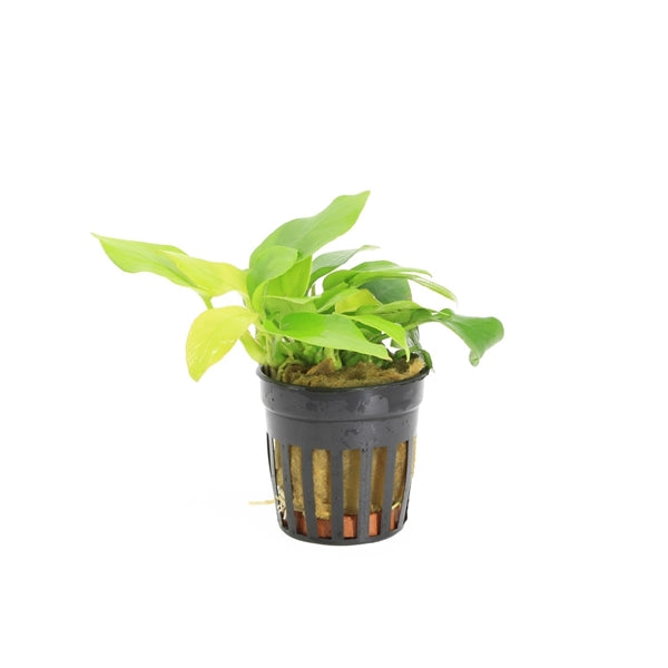 Anubias Nana Golden - Aquascape - Aquariumplants
