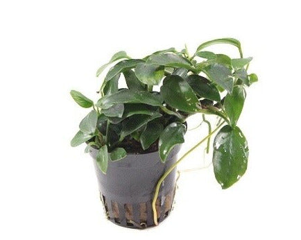 Anubias Nana Paxing - Aquascape - Aquariumplants