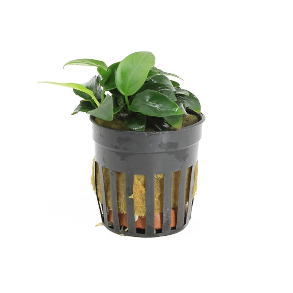 Anubias Nana Petite - Aquascape - Aquariumplants