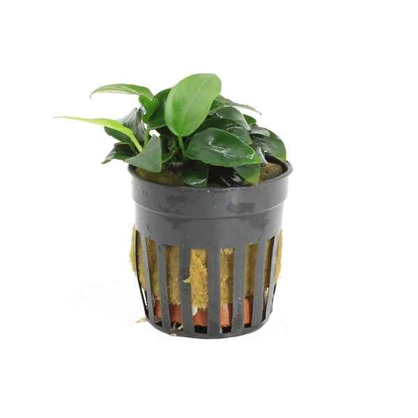 Anubias Nana Petite - Aquascape - Aquariumplants