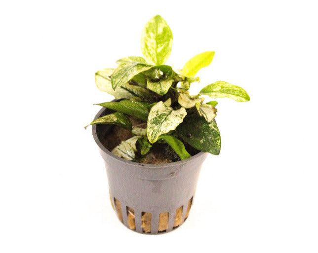 Anubias Nana Pinto - Aquascape - Aquariumplants
