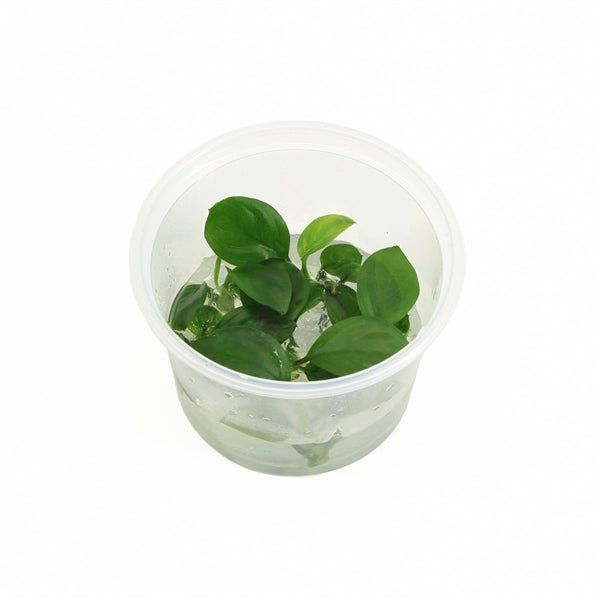 Anubias Nangi - In Vitro - Aquascape - Aquariumplants