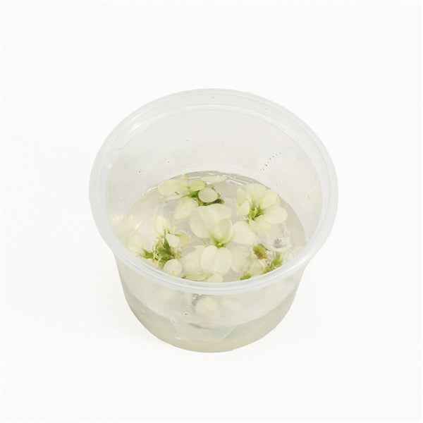 Anubias Snow White - In Vitro - Aquascape - Aquariumplants