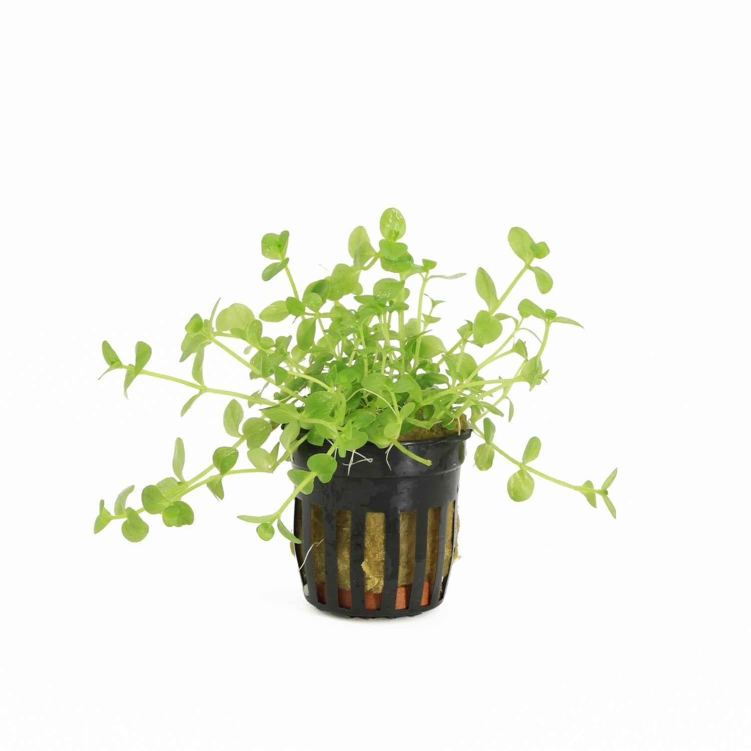 Bacopa Australis - Aquascape - Aquariumplants