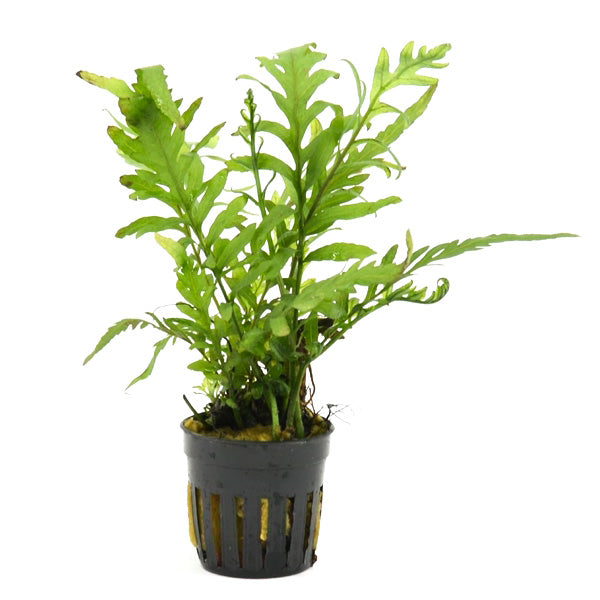 Bolbitis Heudelotii - Aquascape - Aquariumplants