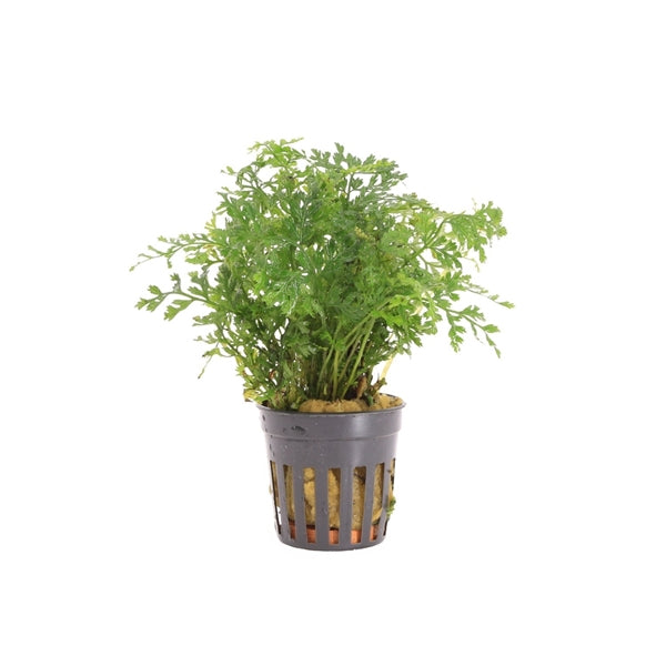 Bolbitus Heteroclita Difformis - Aquascape - Aquariumplants