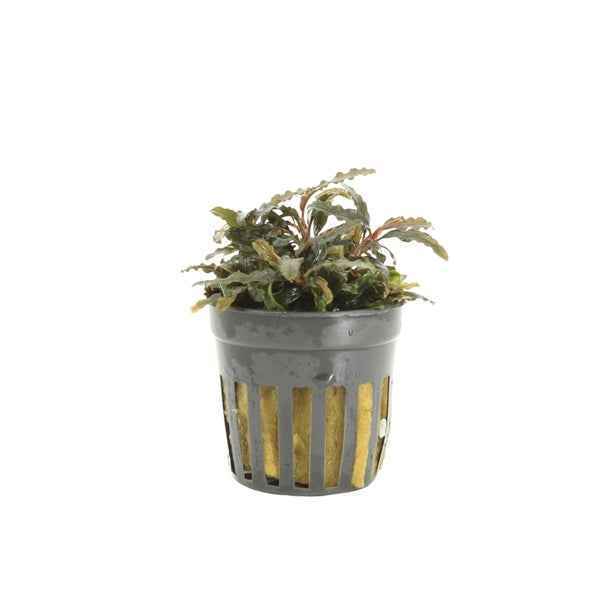 Bucephalandra Caterina - Aquascape - Aquariumplants