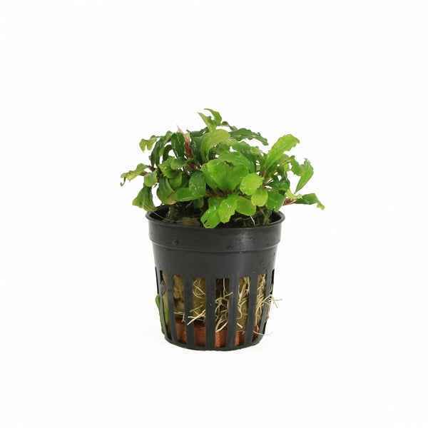 Bucephalandra Green Velvet - Aquascape - Aquariumplants