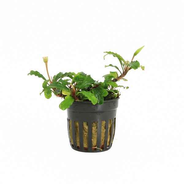 Bucephalandra Sintang - Aquascape - Aquariumplants