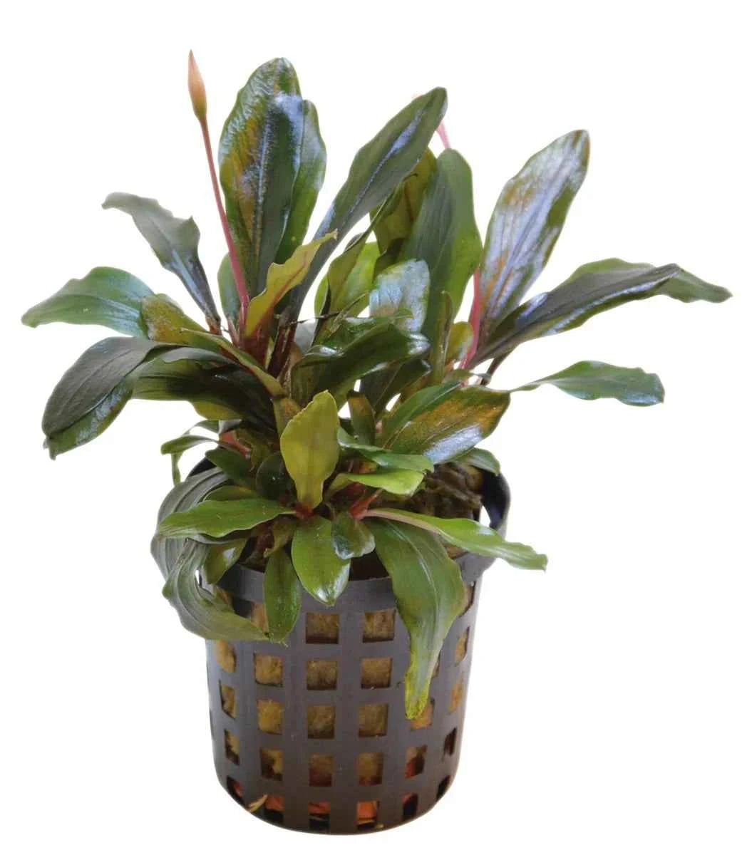 Bucephalandra Theia - Aquascape - Aquariumplants