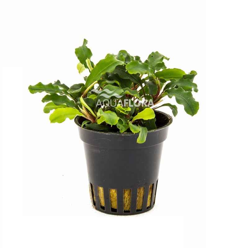 Bucephalandra Wavy Green - Aquascape - Aquariumplants