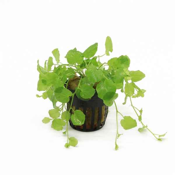 Cardamine Lyrata - Aquariumplants - Aquascape