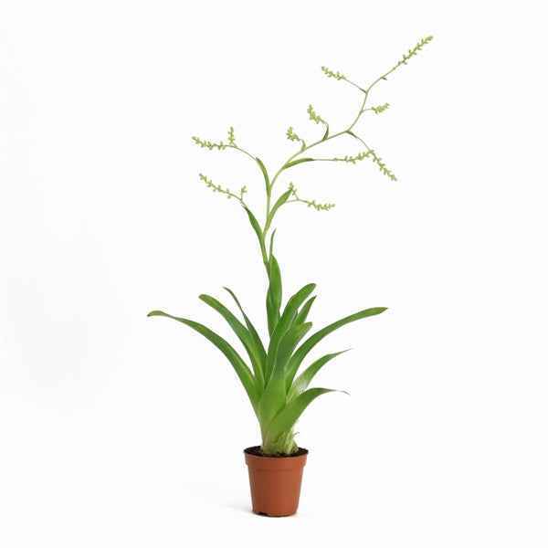 Catopsis Bromelia - Terrascape - Terrariumplants