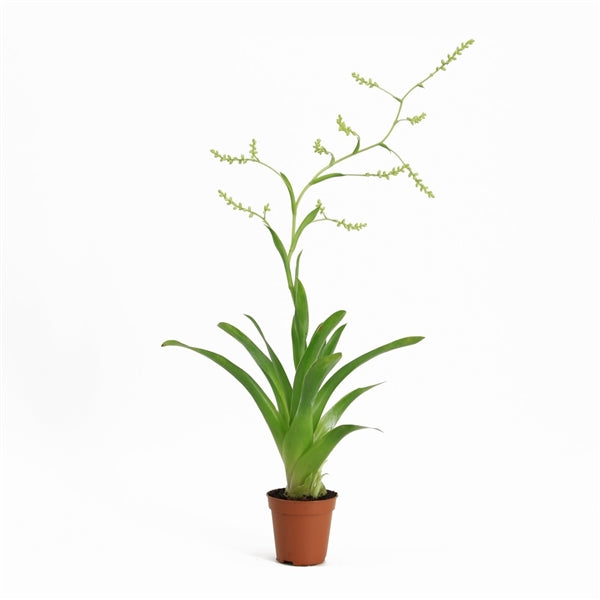 Catopsis Bromelia - Terrascape - Terrariumplants