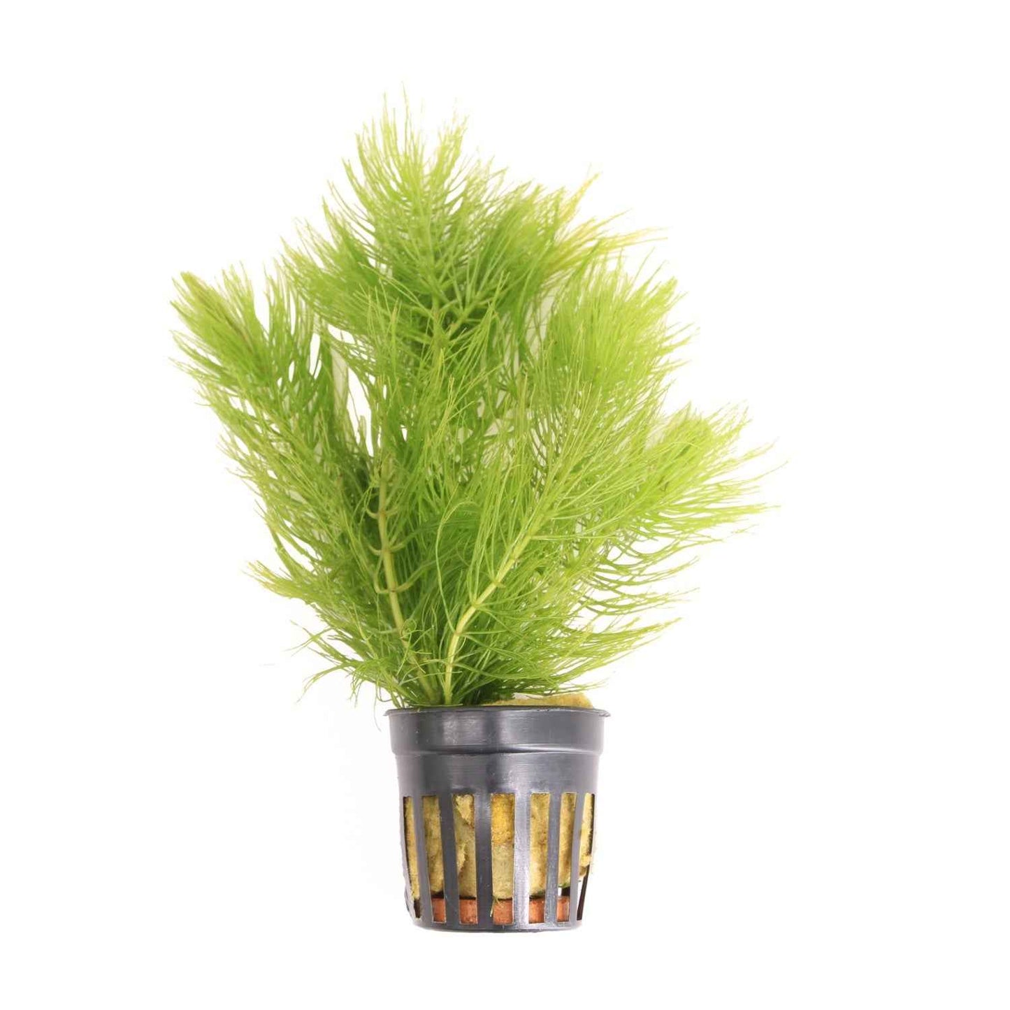 Ceratophyllum Demersum - Aquascape - Aquariumplants