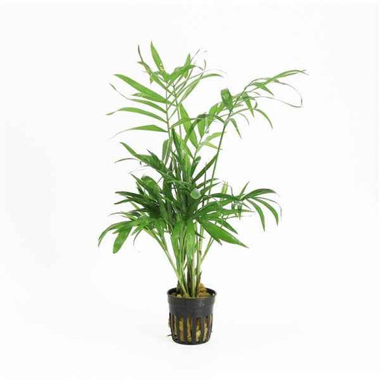 Chamaedorea Elegans - Terrascape - Terrariumplants