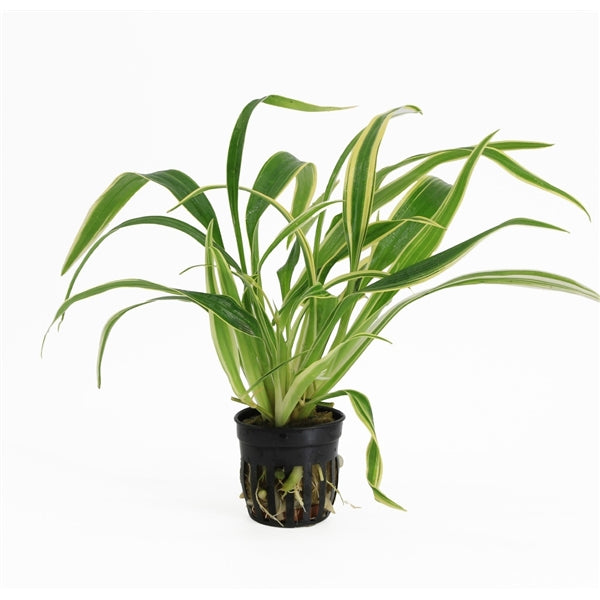 Chlorophytum Bichetii - Terrascape - Terrariumplants