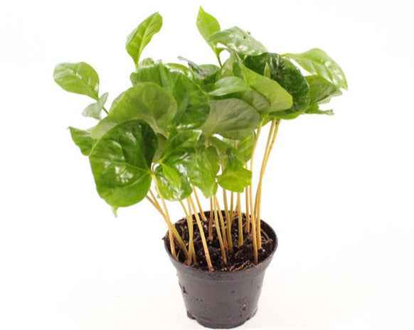 Coffea Arabica - Terrariumplants - Terrascape