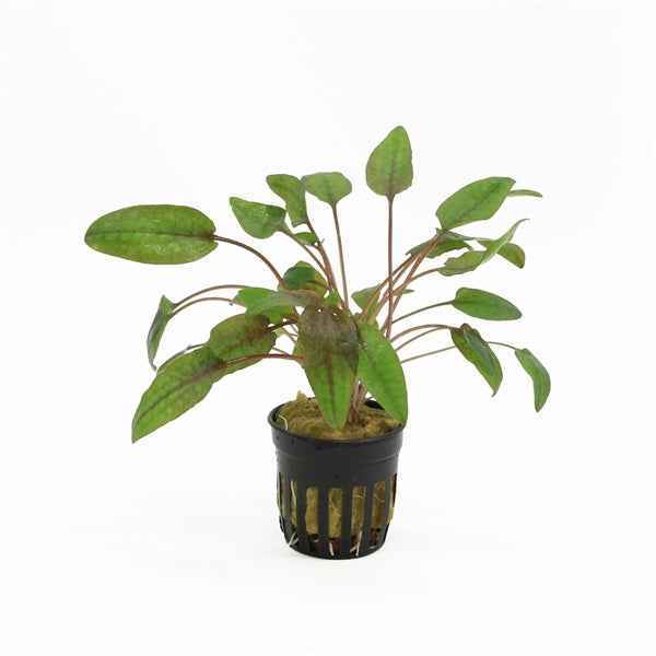 Cryptocoryne Walkerii - Aquascape - Aquariumplants