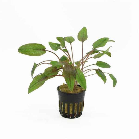 Cryptocoryne Walkerii - Aquascape - Aquariumplants