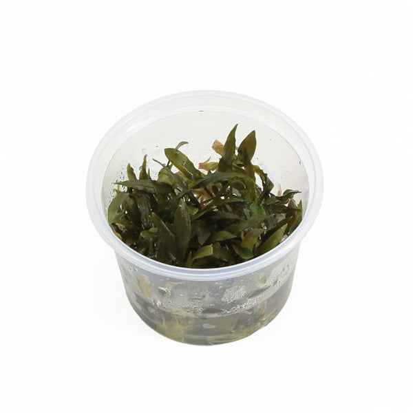 Cryptocoryne Wendtii Brown - In Vitro - Aquascape - Aquariumplants