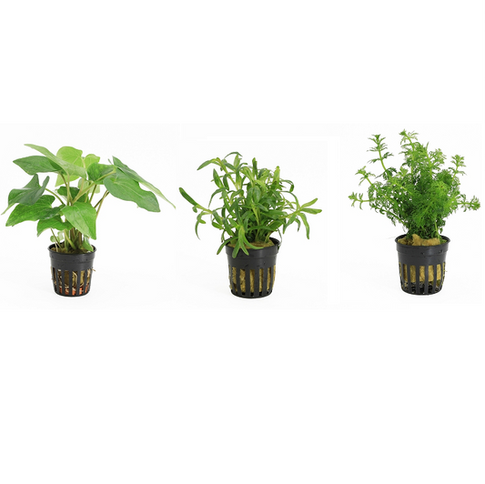 Easy Aquariumplants 3 Pack - Aquascape - Aquariumplants