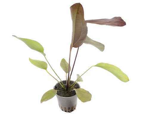 Echinodorus Aflame - Aquascape - Aquariumplants
