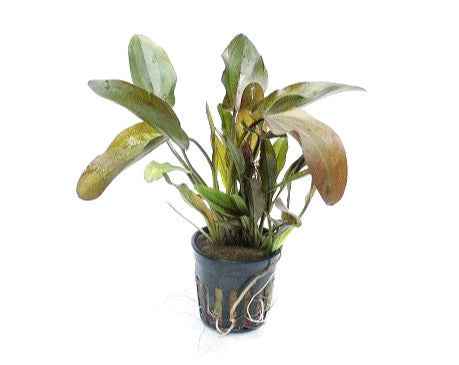 Echinodorus Atlandsberg Aquariumplants