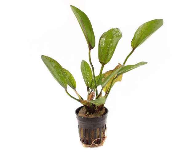 Echinodorus Big Bear - Aquascape - Aquariumplants