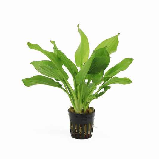 Echinodorus Gabrielii - Aquariumplants - Aquascape