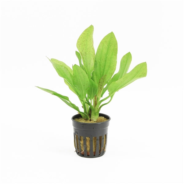 Echinodorus Granat - Aquascape - Aquariumplants