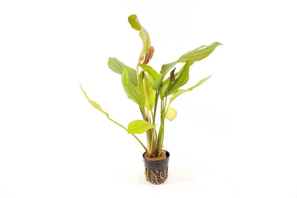 Echinodorus Impai