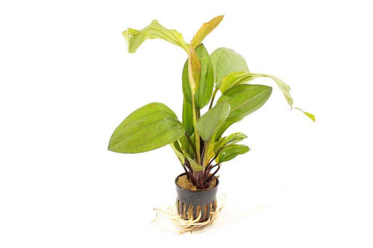 Echinodorus Ipica - Aquascape - Aquariumplants