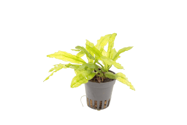 Echinodorus Major - Aquascape -Aquariumplants
