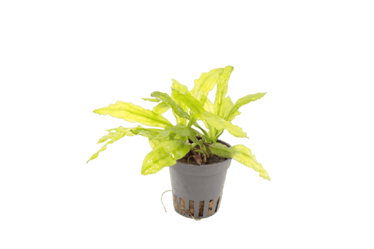 Echinodorus Major - Aquascape -Aquariumplants