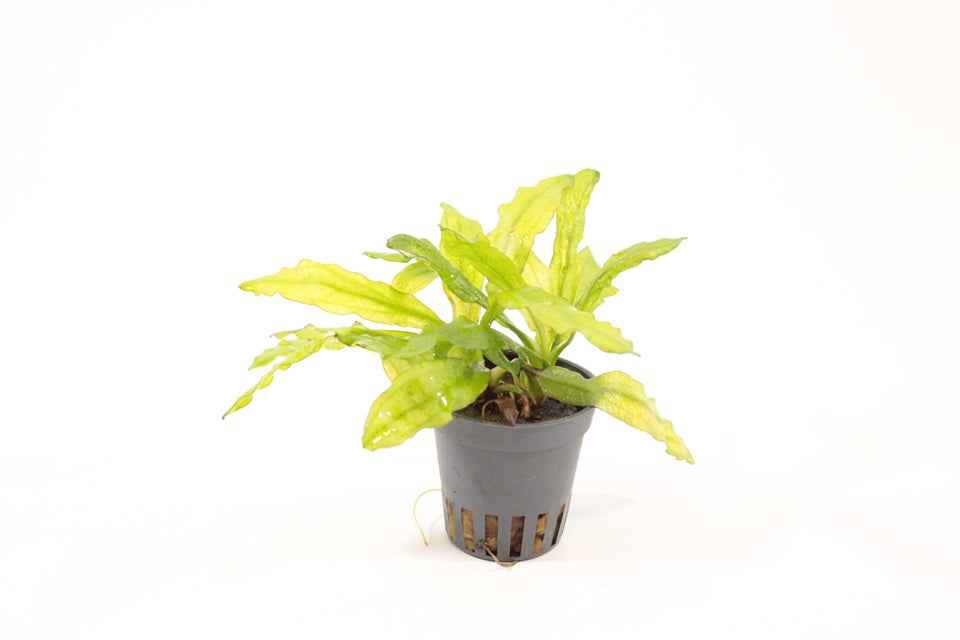Echinodorus Major - Aquascape - Aquariumplants