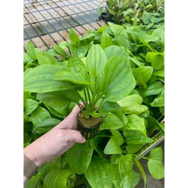 Echinodorus Muricatus - Aquascape - Aquariumplants