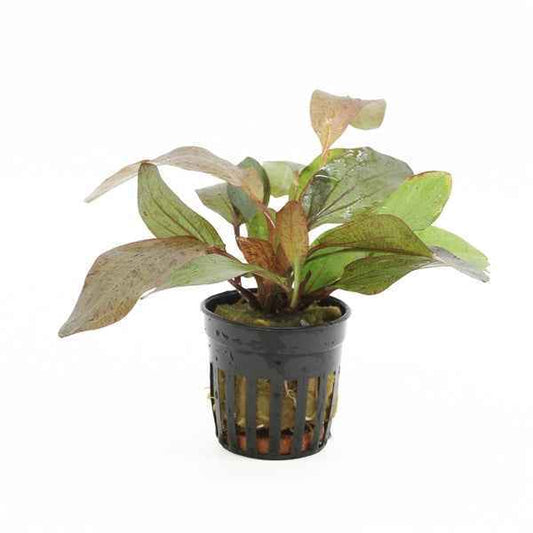 Echinodorus Ozelot Red - Aquascape - Aquariumplants