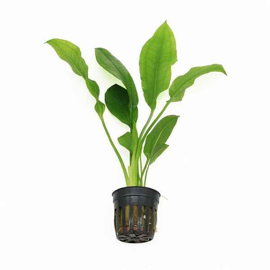 Echinodorus Paniculatus - Aquascape - Aquariumplants